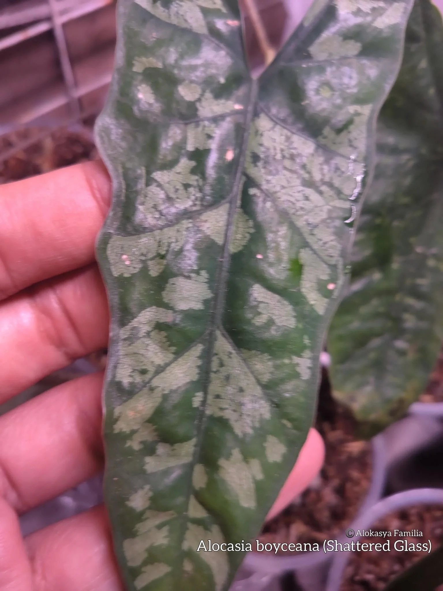 ALOCASIA HETEROPHYLLA 'SHATTERED GLASS' — Aroidpedia